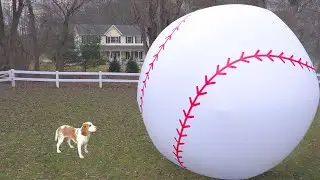 Puppy vs Giant Baseball: Cute Puppy Dog Indie Baseball Surprise