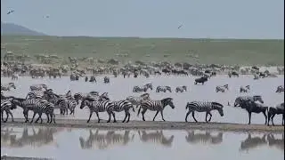 Zebras & Wildebeests Spotted in Hidden Valley &ndash; Serengeti Sighting!