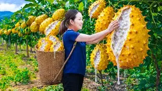 Harvesting Ripe Yellow Custard Apples Dripping Nectar | Asian Smoothie Recipe, Sold Out Fast to sell
