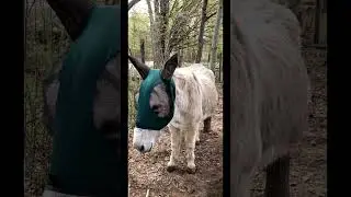 Fly Masks for Donkeys / Burros. Tested Harrison Howard , Cashel, Rugged Ride + more. See Desc below!