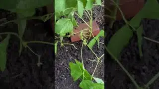 My garden is under attack! #garden #vegetables #insects #nature #harvest #attack #gardening #worms