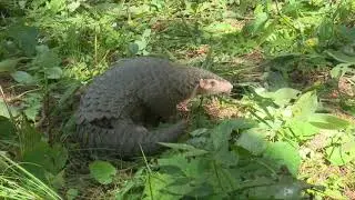 Rare color footage of Chinese Pangolin spotted in Jiangxi
