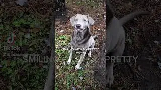 Jake The Silver Lab does his best dog smile !