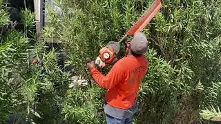 Oleander trimming