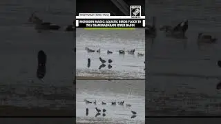 Aquatic Birds flock to Thamirabarani River Basin amid rising water levels in Tamil Nadu