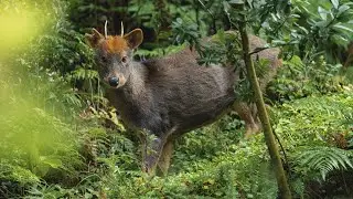 Protecting one of the Earth's smallest deer in Pumalín