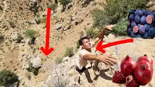 Majid's Adventure: From Bitter Mountain Incidents to the Delight of Natural Fruits