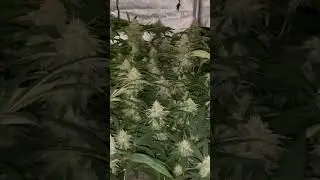 Bushes bih #clones #indoor #grow #coco