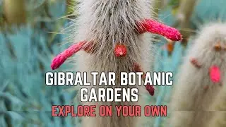 Gibraltar Botanic Gardens Explore On Your Own The Alameda Guide #travel  #explore #gibraltar #guide