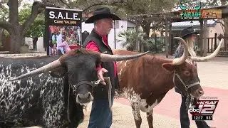 Cattle to roam streets of downtown SA at Western Heritage Parade & Cattle Drive