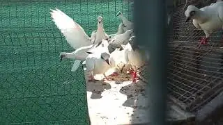 Wiedeński lotny🕊️Z kamerą wśród Wiedeńskich 😂 Pozdrawiam ✋