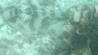 Banjo Ray