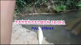 Panen Salmon Jawa #mancingmania #ikan #mancing #mancingwadercakul #mancingwader