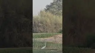 #almarmoom #naturereserves #uae #dubai #viralshorts #birds #alqudra