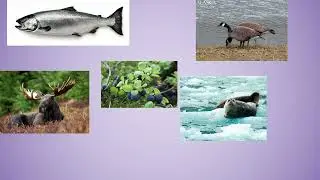 Yup'ik Animal Lore
