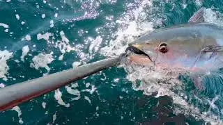 Tuna Fever...