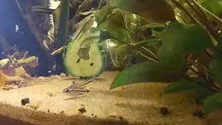 Pygmy Cory and shrimp feeding timelapse 2