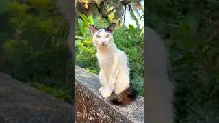 Kitten meowing to attract cat 🤩💕 !  Cat sound ! Cat videos ! Cat ! Cat voice ! Persian cat sound