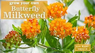 Sow Right Seeds | Butterfly Milkweed