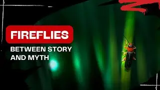Fireflies ; Between Story & Myth