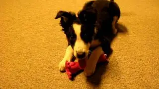 Wildes Spiel mit neuem Quitschie - #2 (Hund Welpe Trinity im Alter von 3 Monaten)