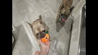 What I noticed about dog toy
