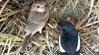 Pied bush chat birds pair feeding and taking care of their babies all time @BirdPlusNest