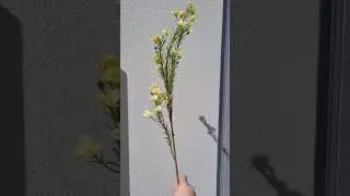 artificial australian wax flower yellow