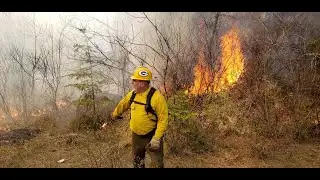 Zoom with a View: Wildfire in Inland Northwest Forests