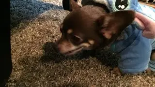 STITCH-Pup/Compilation|V1