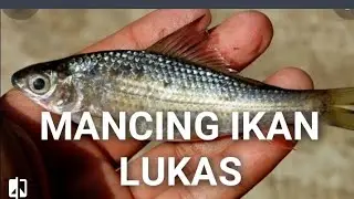 Mancing ikan Lucas Rawa Bendungan Tritih