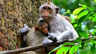 Button feeding her baby, Babette,@5starmonkeys