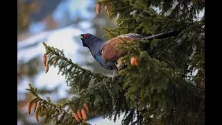 Western Capercaillie (Tetrao urogallus) Tetrov Hlucháň