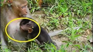 Surprise!! Smart baby Timo hungry beg milk from Dana cos old mother not give milk. MV1980
