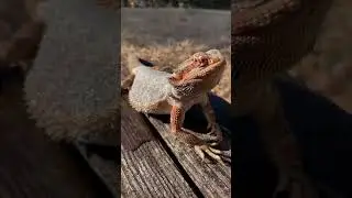 👺 GRUMPY BEARDED DRAGON basking in the sunlight 🌞 #beardeddragon #lizard