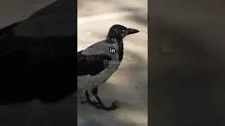 Crows  The Smartest Birds in Town!