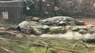 Exploring Nairobi&rsquo;s Wild Side 🐊 | A Day at Mamba Village