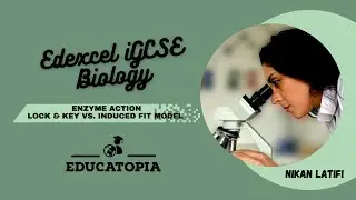 Lock & Key vs. Induced Fit model of enzyme action | under 1 minute | iGCSE Biology 9-1 | Educatopia
