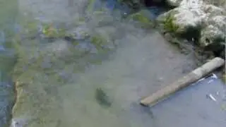 cangrejo rio oca