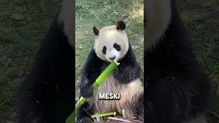 Beberapa Fakta Unik Tentang Panda #panda #faktaunik #faktamenarik