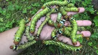 Biggest Caterpillars -  Citheronia regalis (Hickory horned devil) Regal moth