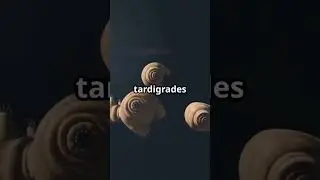 The animal that defies space