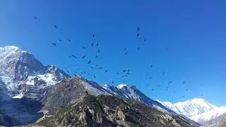 Birds Calling around Gangapurna Glacier Lake, Manang