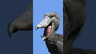 Why Shoebills Are Africa&rsquo;s Most Mysterious Birds