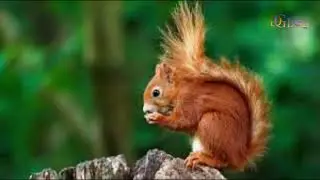 Genetic Sleuths Discover Red Squirrels As Medieval Leprosy Carriers