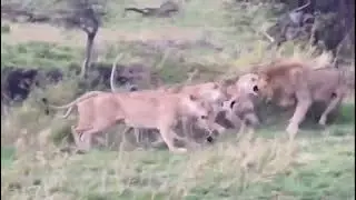 Nomadic lion tries to approach a pride of lionesses and their cubs