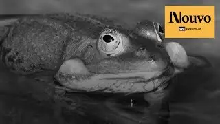 Love thy (froggy) neighbour