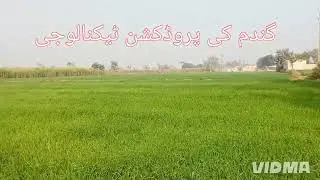 Wheat Production Technology part -2