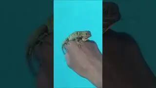 baby red iggy