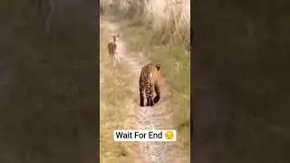 &ldquo;Unbelievable Tiger Attack on Deer 😱 | Wild Hunt Caught on Camera #Shorts #ytshorts #youtubeshorts